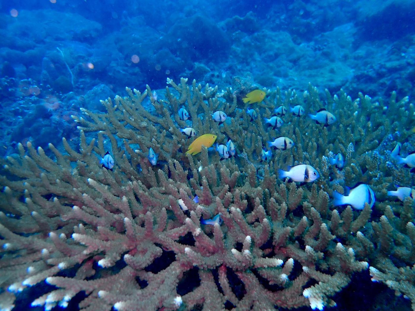 Branching coral with damselfish above it