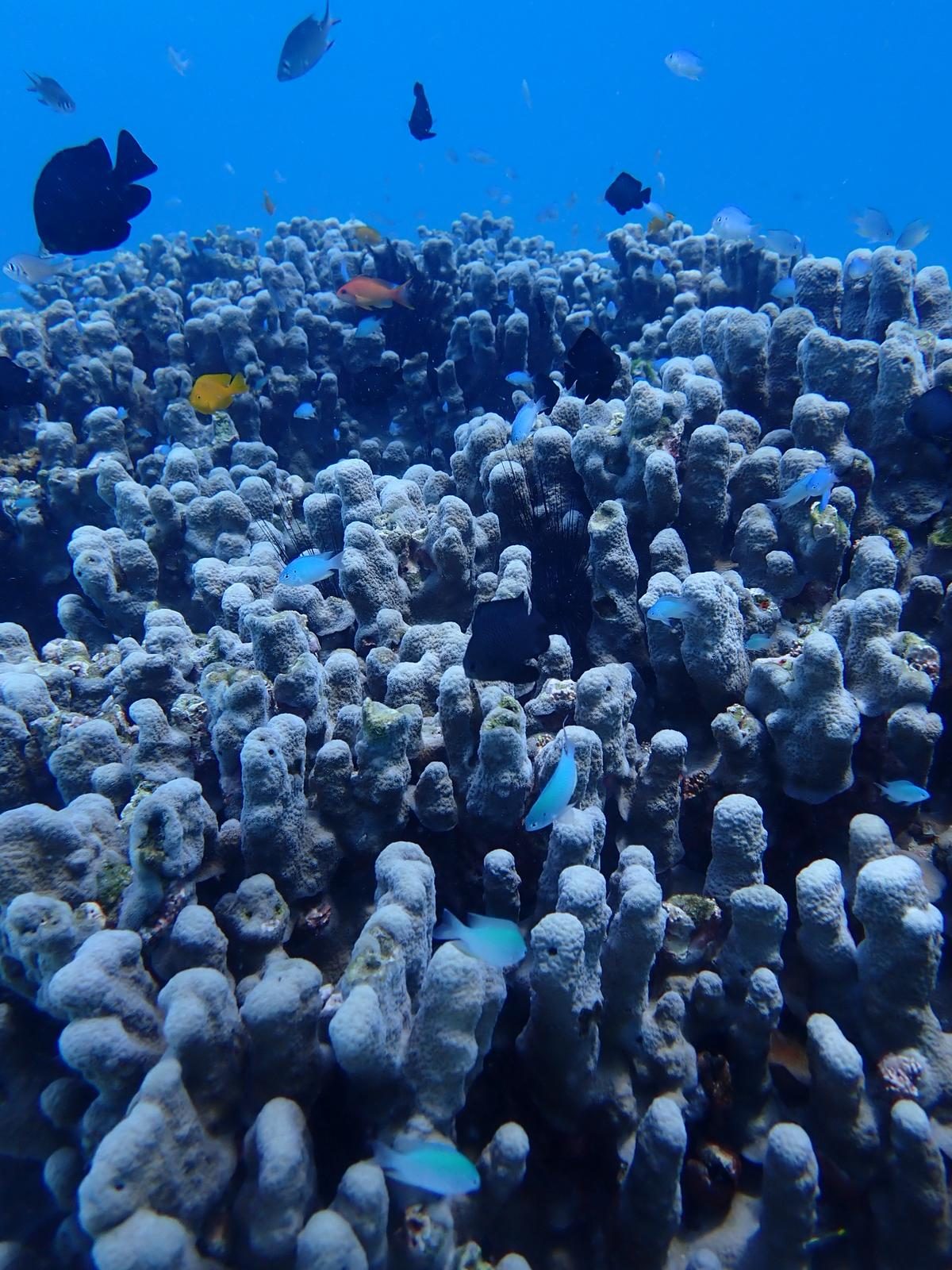 Small fish above branching coral, the surface bright overhead