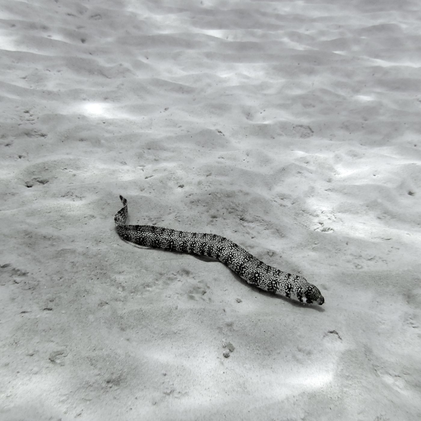 A spotted moray eel lying on grey sand