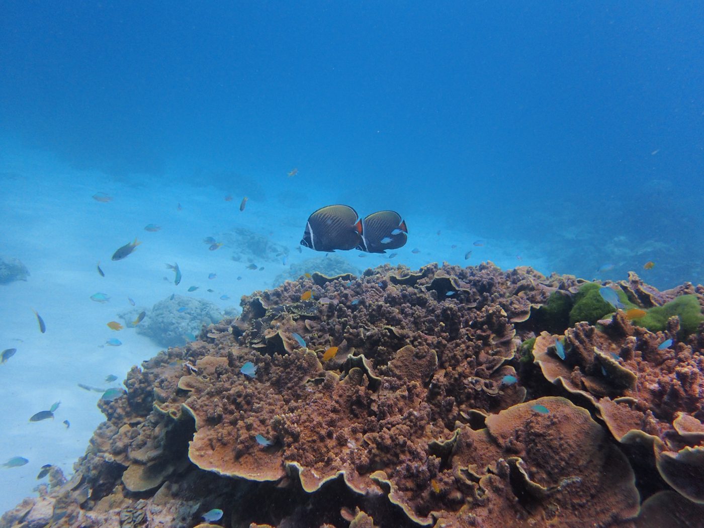 A shoal of small silver fish over a reef