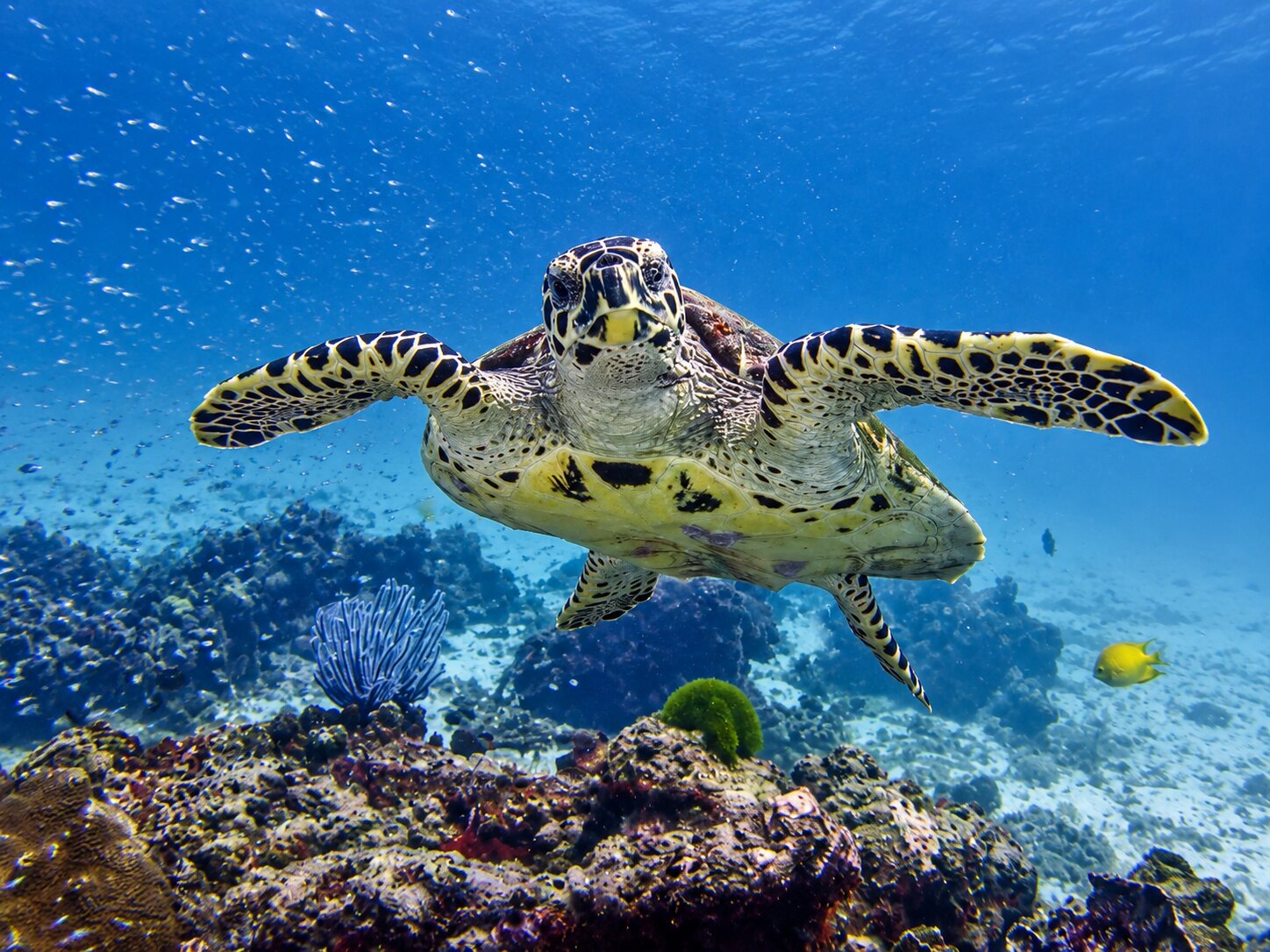 A hawksbill turtle swimming over the reef towards the camera, small fish in the blue behind it