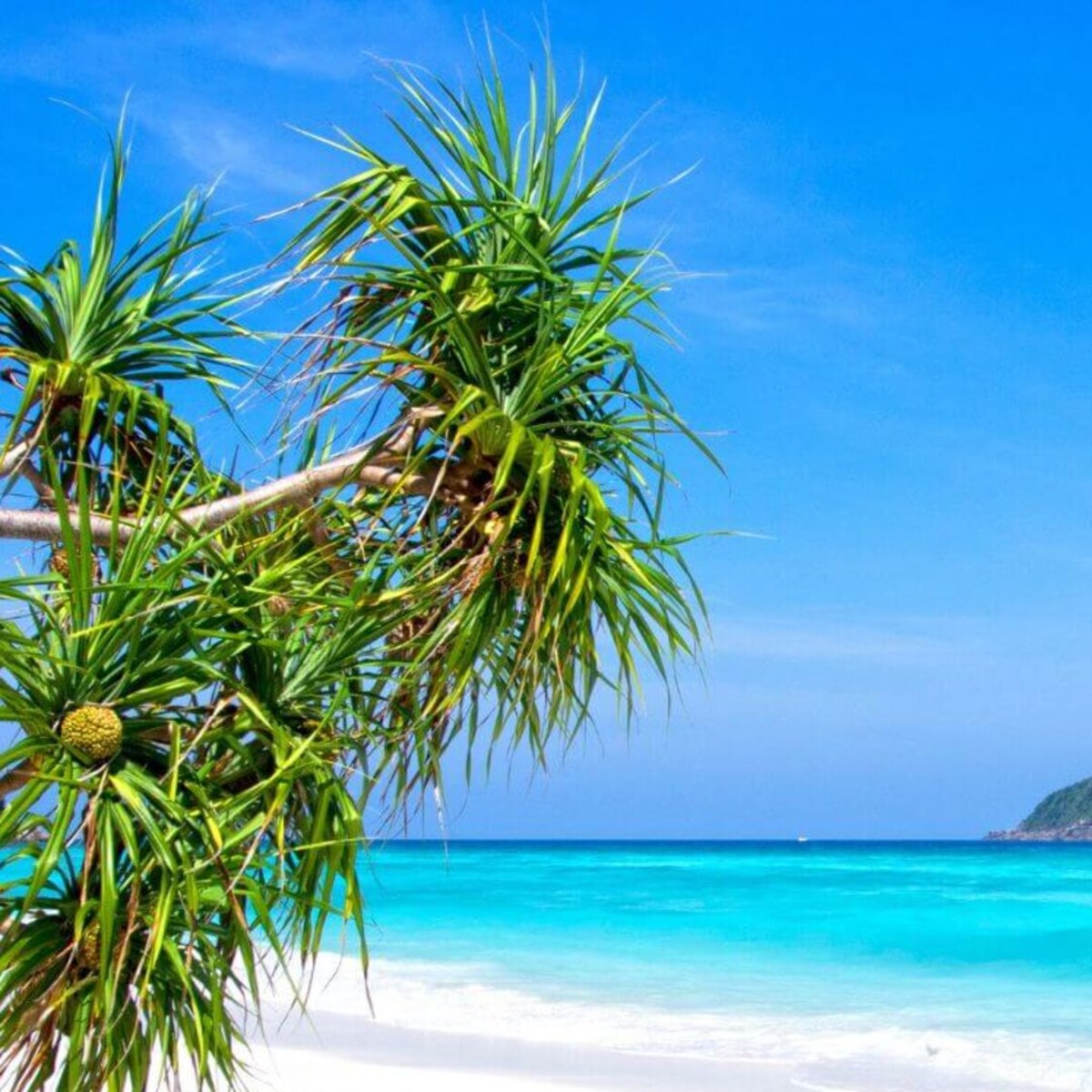 Pandanus branches above a bright white beach and turquoise sea