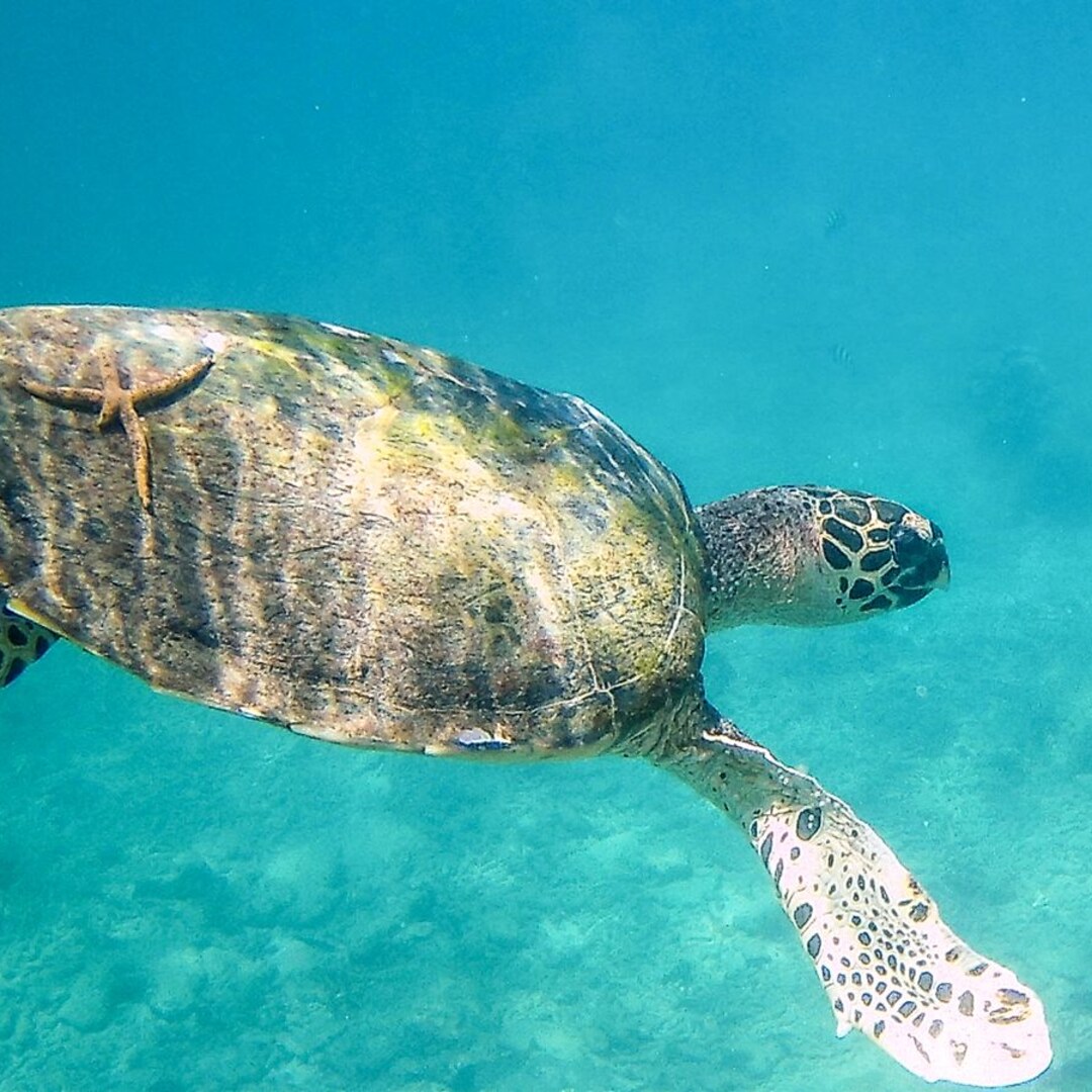 Sea turtle swimming through clear turquoise water