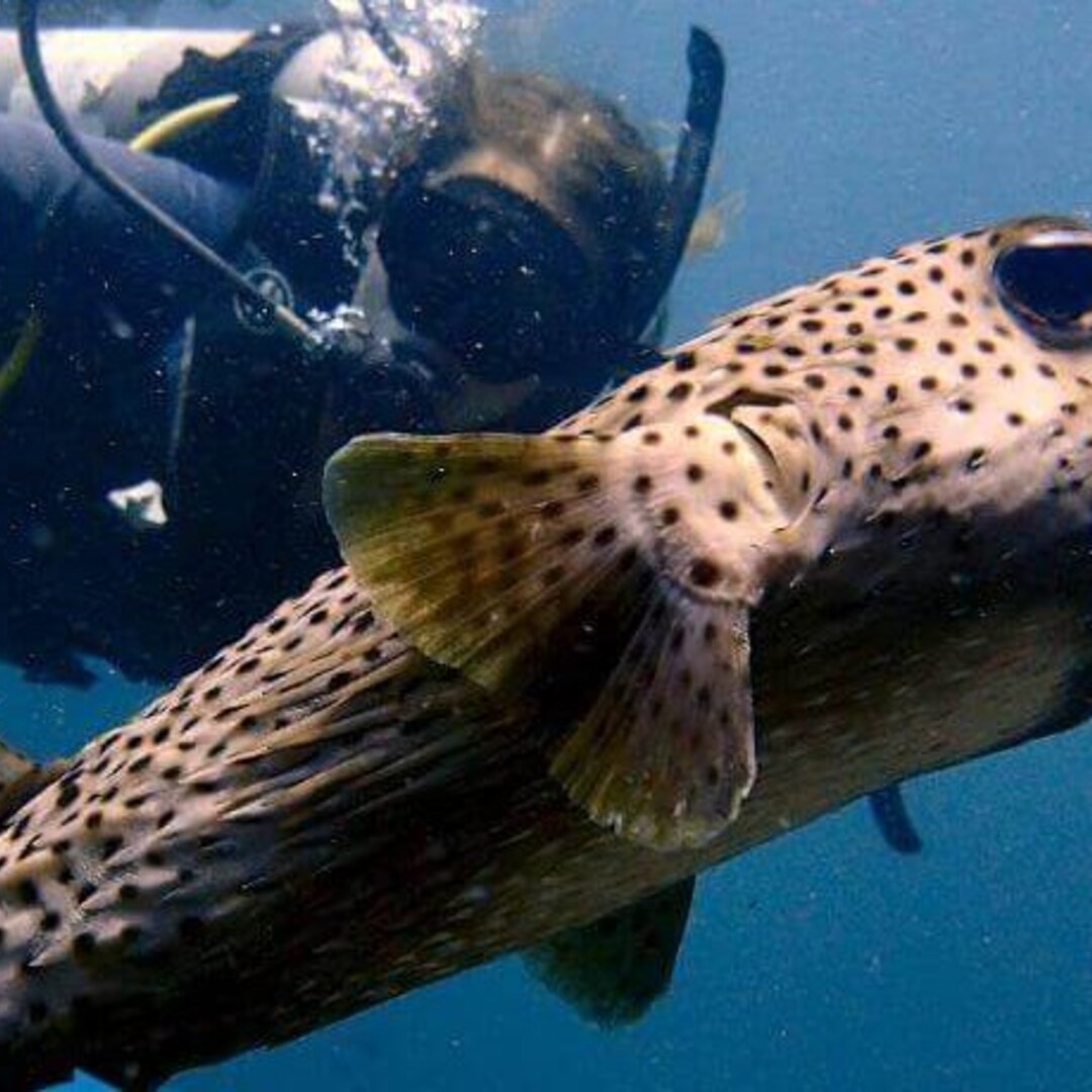 Spotted pufferfish passing close to the camera with a diver behind
