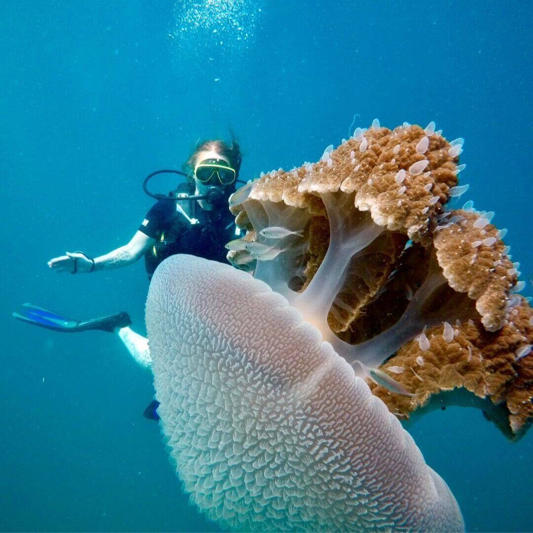 Diver swimming beside a large jellyfish with frilled brown arms in clear blue water