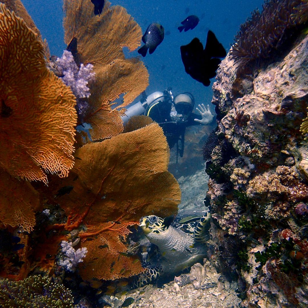 Sea turtle resting under orange sea fans as a diver waves from the blue behind