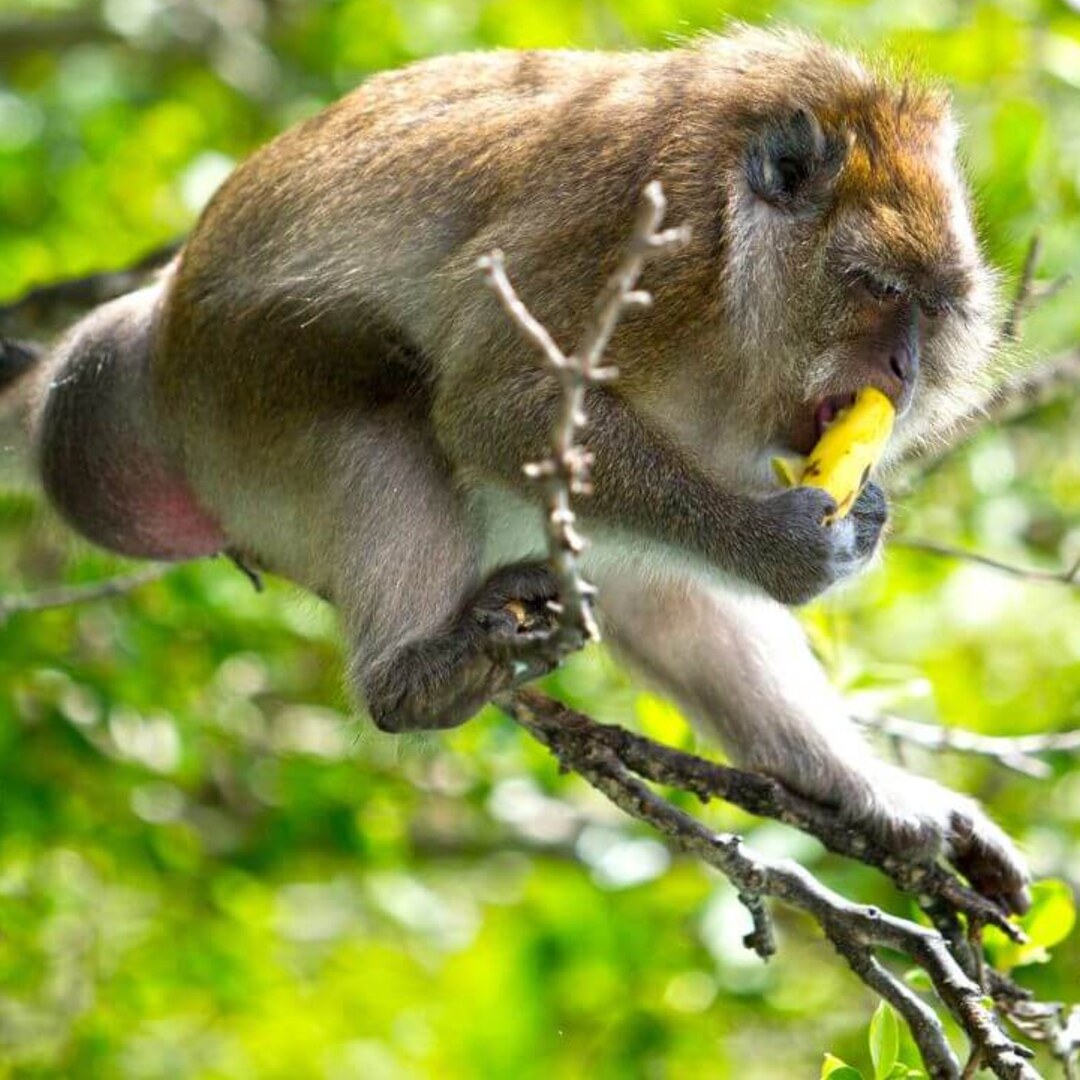 Phi Phi Islands Tour