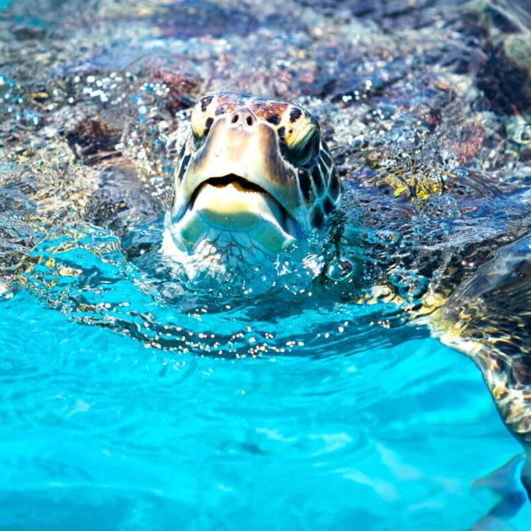 Similan Islands Tour