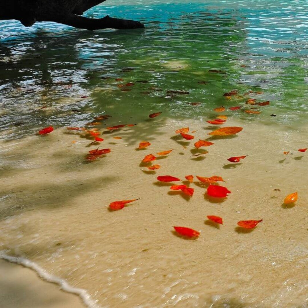 Surin Islands Tour