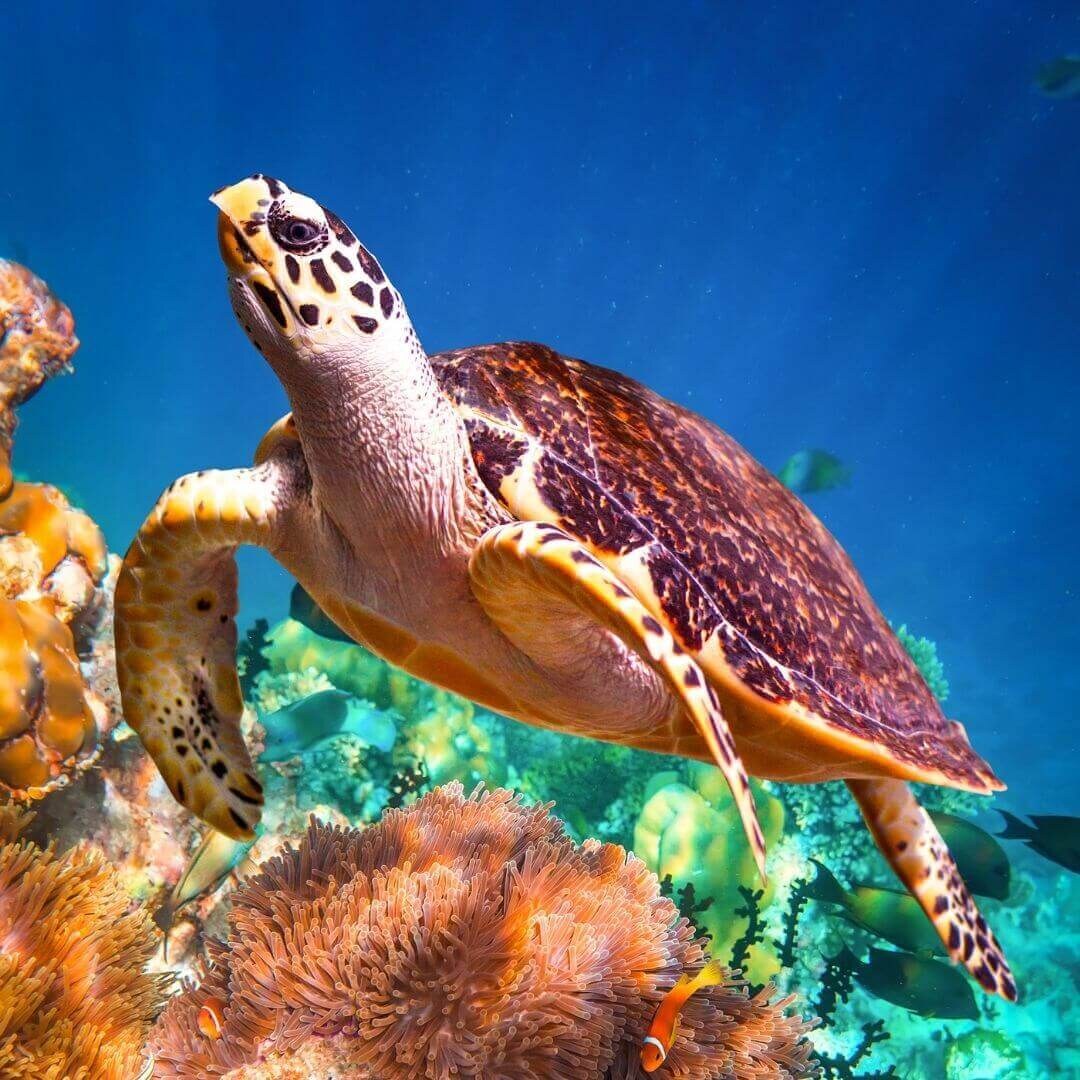 Sea turtle swimming above bright orange coral and reef rock