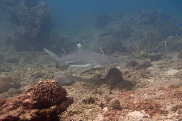 Koh Bida Nai Phi Phi Islands Phuket Dive Site 1