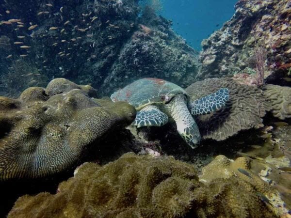 Turtle Rock Phuket Dive Site