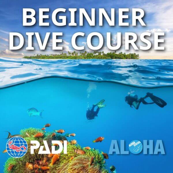Beginner Dive Course
