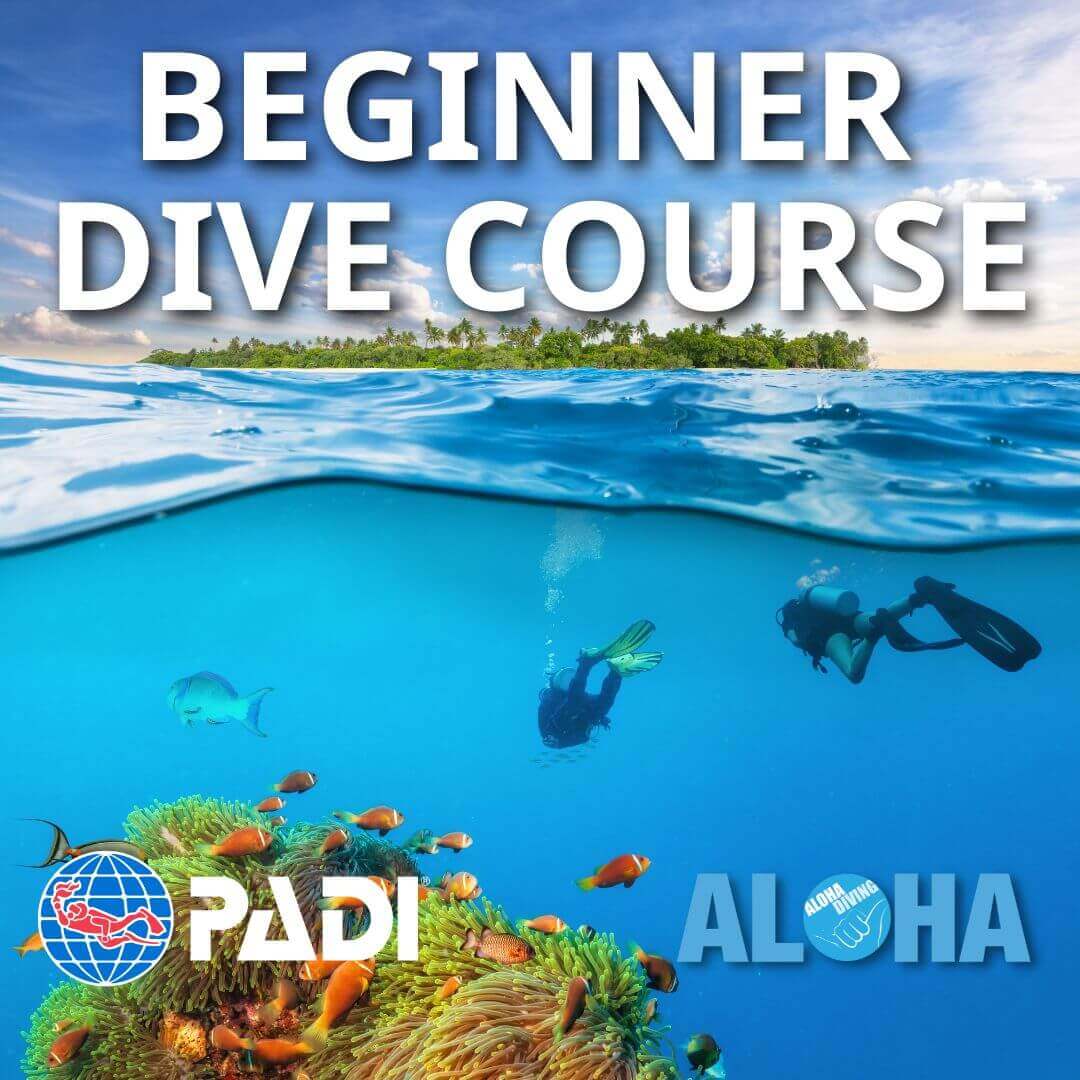 Beginner Dive Course