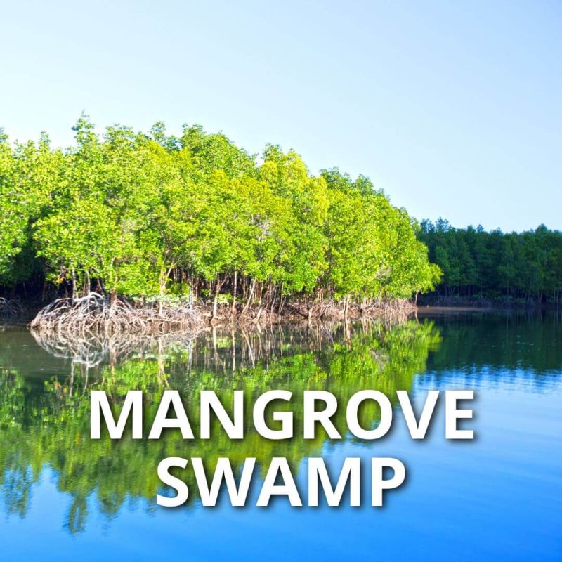Phang Nga Bay Tour - Mangrove Swamp