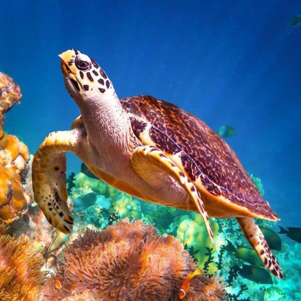 Turtle Phi Phi Islands Dive Trip