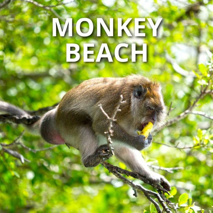 Phi Phi Islands Tour Monkey Beach